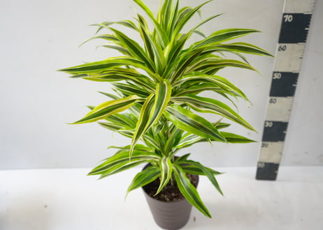 ドラセナ デレメンシス 'レモンライム'（Dracaena deremensis 'Lemon Lime'）～ライムグリーンの縞模様～ﾃﾞﾚﾒﾝｼｽ 'ﾚﾓﾝﾗｲﾑ' ﾄﾞﾗｾﾅ類 7号