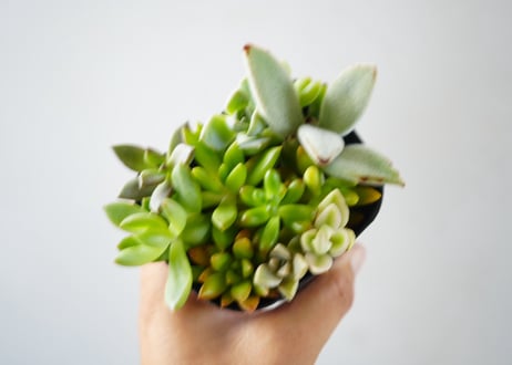 ﾀﾆｸｼｮｸﾌﾞﾂ 多肉植物 3号　多肉植物 エケベリア アソート（Echeveria mix / エケベリアMIX）～まるで宝石のように重なり合う、麗しのロゼット・コレクション～