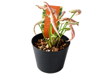【レアプランツ】観葉植物 シンゴニウム 'ピンクローリー' 3号（高さ約15cm）