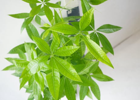 パキラ 7号：空間を美しく彩る、観葉植物の王様。万能なシンボルツリー　ﾊﾟｷﾗ パキラ 7号