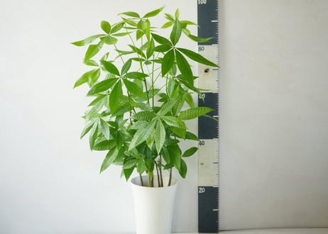 パキラ 7号：空間を美しく彩る、観葉植物の王様。万能なシンボルツリー　ﾊﾟｷﾗ パキラ 7号