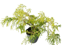花木 サワラ 'フィリフェラ・オーレア'（オウゴンヒヨクヒバ） 5号（高さ約35cm）
