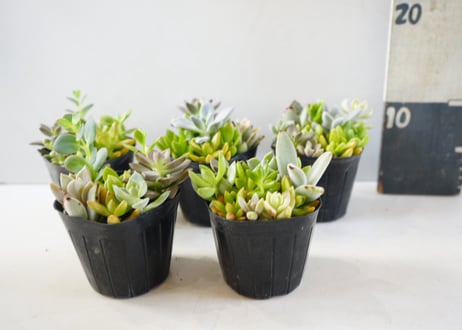 ﾀﾆｸｼｮｸﾌﾞﾂ 多肉植物 3号　多肉植物 エケベリア アソート（Echeveria mix / エケベリアMIX）～まるで宝石のように重なり合う、麗しのロゼット・コレクション～