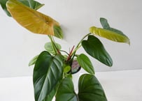 フィロデンドロン 'サマーグローリー' 5号（Philodendron 'Summer Glory'）～ビロードの質感と鮮やかな新芽が美しい観葉植物～ｻﾏｰｸﾞﾛｰﾘｰ ﾌｨﾛﾃﾞﾝﾄﾞﾛﾝ
