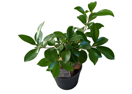 観葉植物 ガジュマル 5号（高さ約35cm）