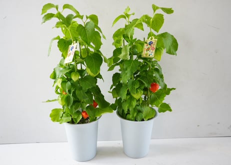 ホオズキ（鉢植え / 6号サイズ）～鮮やかな朱色が夏の訪れを告げる、日本の伝統美あふれる季節の風物詩～　ﾎｵｽﾞｷ ﾎｵｽﾞｷ 6号