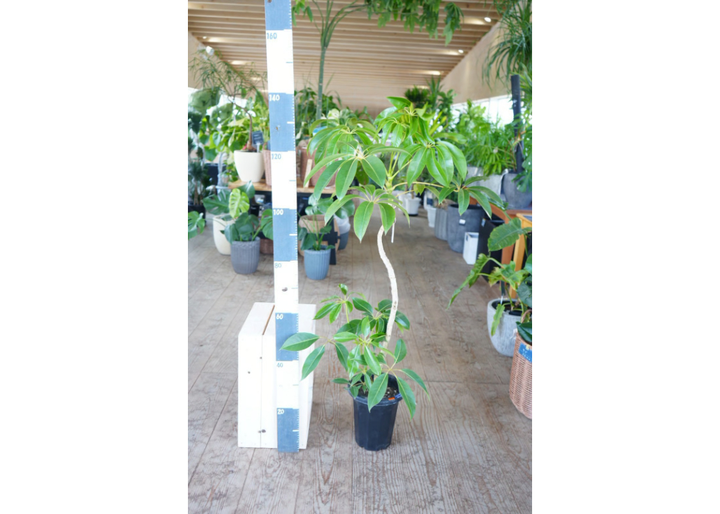 引取限定★ツピタンサス　8号　個性的　観葉植物　シンボルツリー ツピダンサス 8号｜艶やかな葉と曲線の幹が美しいシンボルツリー