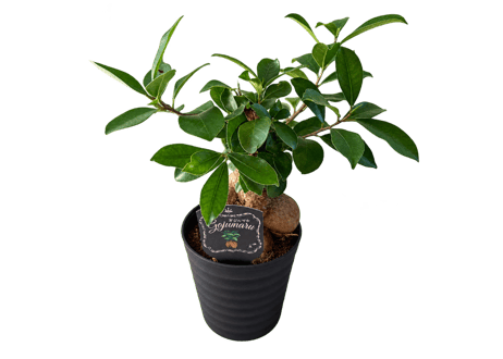 観葉植物 ガジュマル 5号（高さ約35cm）