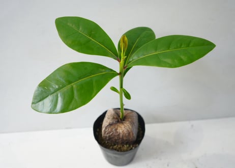 バーリングトニア（ゴバンノアシ）4号は、大きな実から芽が出る珍しいマングローブの一種の観葉植物ﾊﾞｰﾘﾝｸﾞﾄﾆｱ 他観葉 4号