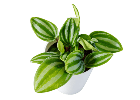 【レアプランツ】観葉植物 ペペロミア ベルシャフェルティー　3号（高さ約15cm）