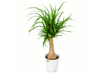 観葉植物 トックリラン（ポニーテール） 7号（高さ約85cm）：ﾄｯｸﾘﾗﾝ (ﾎﾟﾆｰﾃｰﾙ) ﾄｯｸﾘﾗﾝ 7号