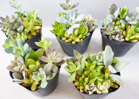 ﾀﾆｸｼｮｸﾌﾞﾂ 多肉植物 3号　多肉植物 エケベリア アソート（Echeveria mix / エケベリアMIX）～まるで宝石のように重なり合う、麗しのロゼット・コレクション～