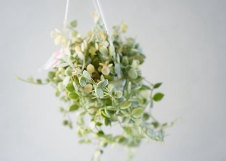 ディスキデア 'ヌンムラリア バリエガータ' 3号（Dischidia nummularia variegata）～丸く愛らしいコイン型の葉に美しい斑～ﾃﾞｨｽｷﾃﾞｨｱ N｡ﾊﾞﾘｴ 多肉植物 3号
