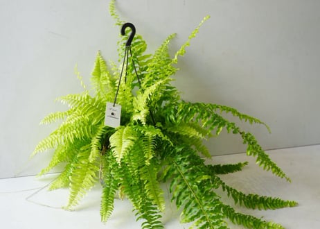 シダ タイガーファン 5号 ハンギング｜吊り下げで楽しむ個性的な観葉植物｜インテリアグリーン