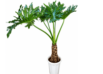 【飯塚市近郊限定】観葉植物 フィロデンドロン・セローム 'ホープ' 10号（高さ170～180cm）：ｾﾛｳﾑ ﾎｰﾌﾟ セローム 10号