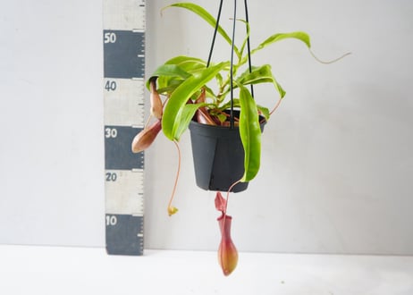 ネペンテス（ウツボカズラ）5号｜個性的な捕虫袋を垂らす食虫植物：ﾈﾍﾟﾝﾃｽ (ｳﾂﾎﾞｶｽﾞﾗ 食虫植 5号