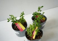 【可憐な花木/常緑低木】ベニチョウゲ（紅丁花） 3号 ｜ 鮮やかな花姿 育てやすい 鉢植え 庭木 ガーデニング シンボルツリーのお供にも｜ﾍﾞﾆﾁｮｳｹﾞ 他花木 3号