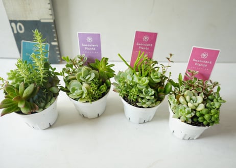 多肉植物 寄せ植え 2.5号｜個性豊かな葉を楽しむ、彩りかわいいミニグリーン：ﾀﾆｸｼｮｸﾌﾞﾂ 多肉植物 2.5号