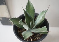 Agave horrida｜アガベ・ホリダ ～荒々しくも美しい、漆黒の棘（トゲ