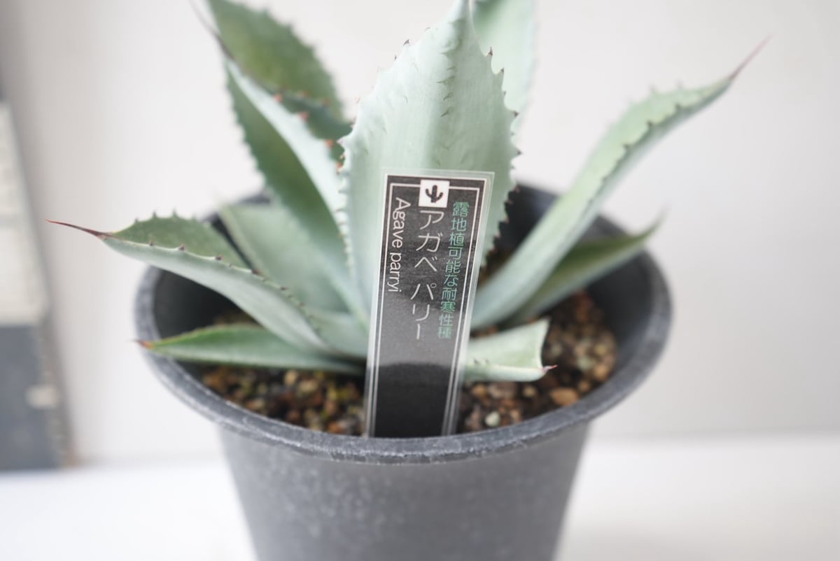 Agave parryi｜アガベ・パリー（吉祥天） ～幾何学的な美しさを宿す 