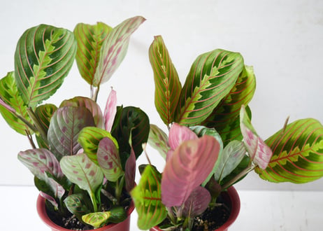 マランタ レウコネウラ 4号鉢｜赤い葉脈と裏紫が美しいエキゾチックな葉模様 祈る植物（プレイヤープラント）カラテア類｜ﾏﾗﾝﾀ ｶﾗﾃｱ類 4号