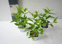 フジバカマ 白花 3号｜ふんわり咲く白い小花。秋の庭にやさしく寄り添う多年草：ﾌｼﾞﾊﾞｶﾏ 他花苗 3号