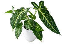 観葉植物 キサントソーマ 5号（高さ約40cm）