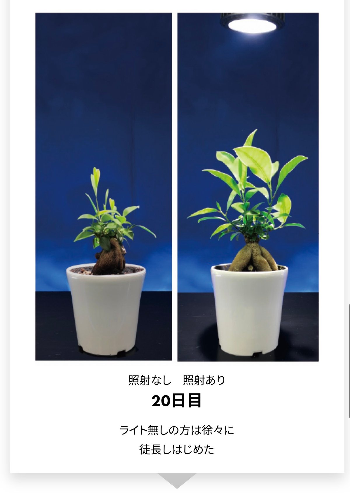 Ever Sun 365 ブラック 植物育成LEDライト 24W E26口金：EVERSUN3