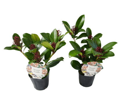 花木 スキミア 'ルベラ' 3号（高さ約25cm）