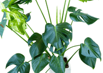 ケンフォリア アルボ バリエガータ ディフェンバキア 観葉植物通販