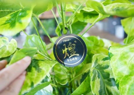 ポリシャス ‘キラメキ’ 8号｜黄緑と深緑の斑入り葉が美しい観葉植物：ｷﾗﾒｷ ﾎﾟﾘｼｬｽ 8号