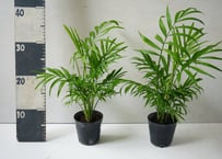 テーブルヤシ 3号鉢｜チャメドレア エレガンス 南国気分を味わえるミニヤシ 日陰に強い 卓上サイズ｜ﾃｰﾌﾞﾙﾔｼ (ｴﾚｶﾞﾝｽ) ﾃｰﾌﾞﾙﾔｼ 3号