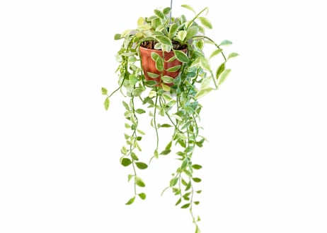 観葉植物 ディスキディア 'エメラルド'：ﾃﾞｨｽｷﾃﾞｨｱ ｴﾒﾗﾙﾄﾞ 多肉植物