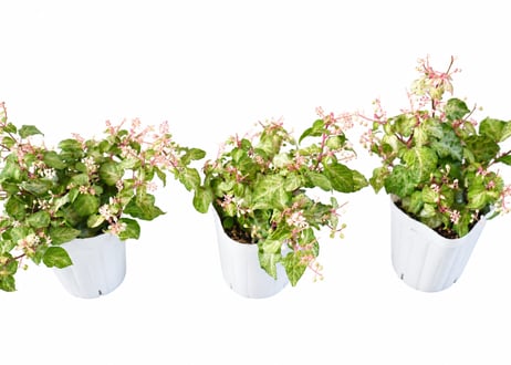 花木 ジュズサンゴ 'カスリ' 3号（高さ約20cm）：ｼﾞｭｽﾞｻﾝｺﾞ 'ｶｽﾘ' 他花木 3号