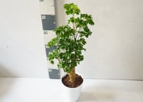 ポリシャス 5号｜繊細な葉が涼しげな株立ちの観葉植物：ﾎﾟﾘｼｬｽ ﾎﾟﾘｼｬｽ 5号