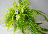 シダ タイガーファン 5号 ハンギング｜吊り下げで楽しむ個性的な観葉植物｜インテリアグリーン