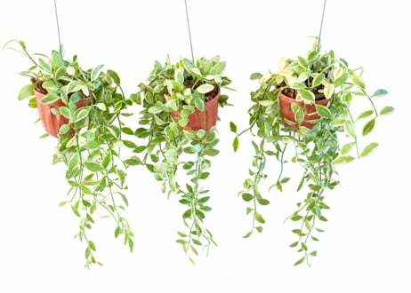 観葉植物 ディスキディア 'エメラルド'：ﾃﾞｨｽｷﾃﾞｨｱ ｴﾒﾗﾙﾄﾞ 多肉植物