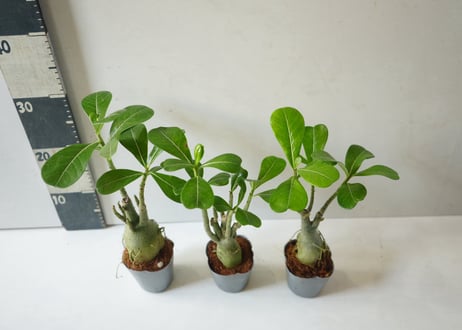 アデニウム 多肉植物 3号｜ぷっくり膨らむ塊根が個性的な「砂漠のバラ」：ｱﾃﾞﾆｳﾑ 多肉植物 3号
