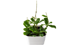 観葉植物 ホヤ・ロンギフォリア 4号（高さ約15cm）