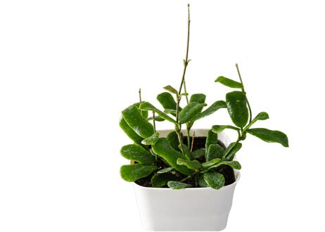 観葉植物 ホヤ・ロンギフォリア 4号（高さ約15cm）