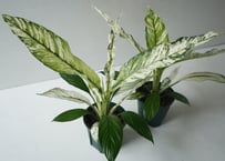 斑入りスパティフィラム 5号｜美しい白斑が魅力の希少観葉植物 育てやすいインテリアグリーン｜ｽﾊﾟﾃｨﾌｨﾗﾑ (ﾌｲﾘ) ｽﾊﾟﾃｨ　お盆　お供え　ギフト