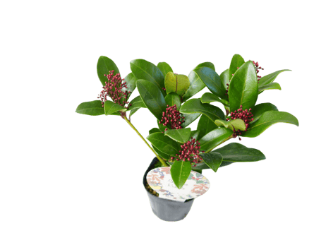 花木 スキミア 'ルベラ' 3号（高さ約25cm）