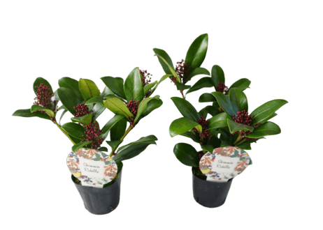 花木 スキミア 'ルベラ' 3号（高さ約25cm）