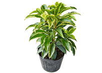 花木 マンリョウ（斑入り） 4.5号（高さ約30cm）