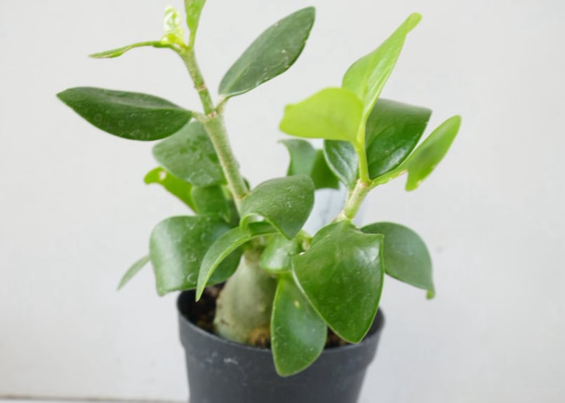 ヒドノフィツム 蟻の巣玉 Hydnophytum formicaruヒドノフィツム 2.5号｜