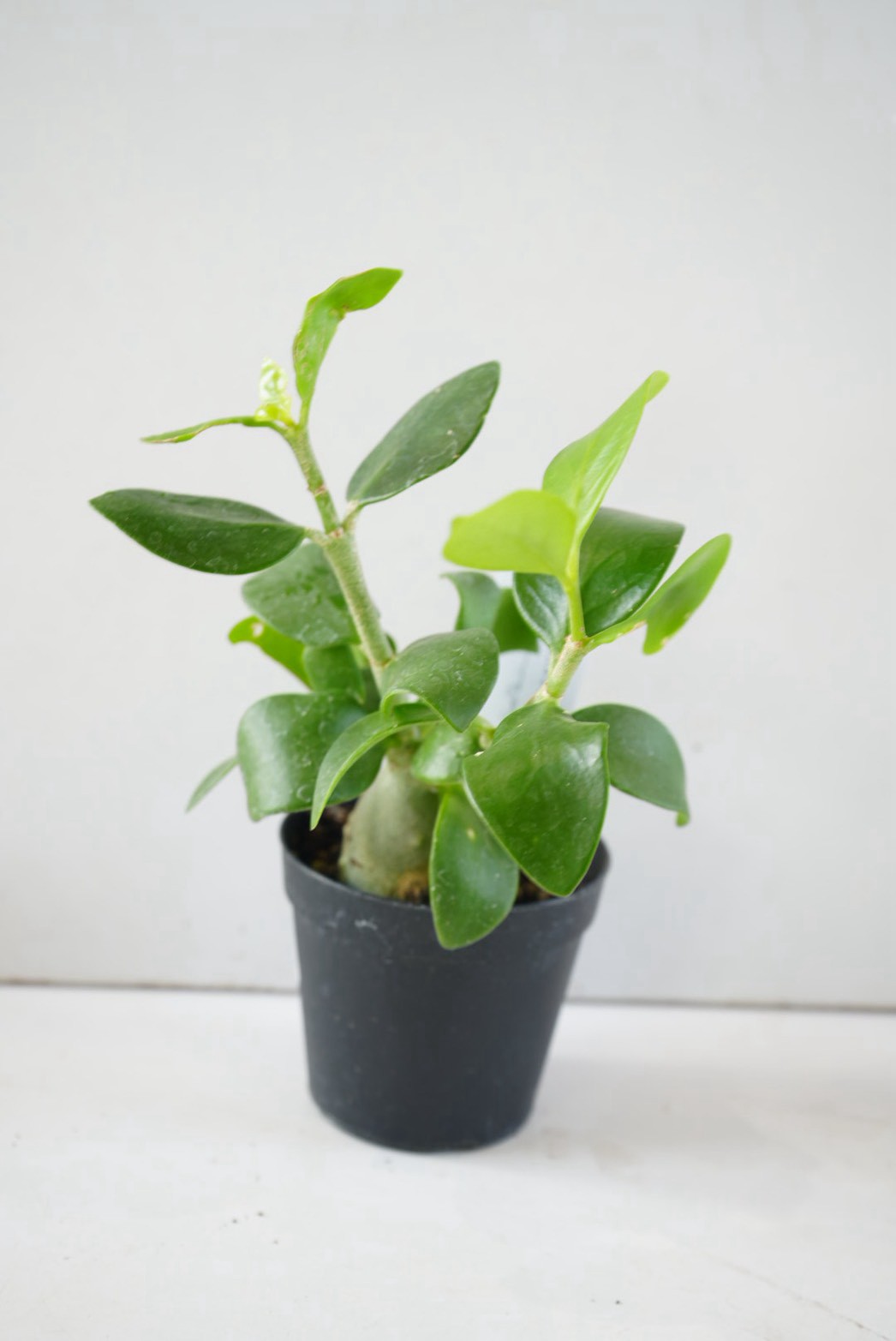 ヒドノフィツム 蟻の巣玉 Hydnophytum formicaruヒドノフィツム 2.5号｜