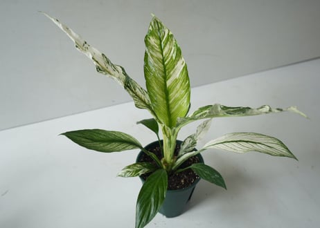 斑入りスパティフィラム 5号｜美しい白斑が魅力の希少観葉植物 育てやすいインテリアグリーン｜ｽﾊﾟﾃｨﾌｨﾗﾑ (ﾌｲﾘ) ｽﾊﾟﾃｨ　お盆　お供え　ギフト