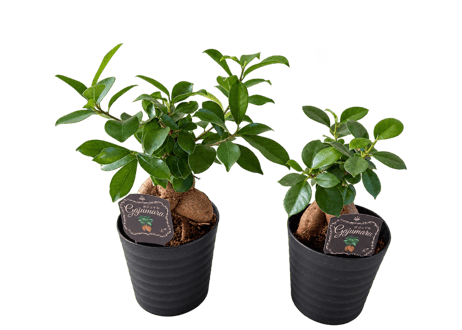 観葉植物 ガジュマル 5号（高さ約35cm）
