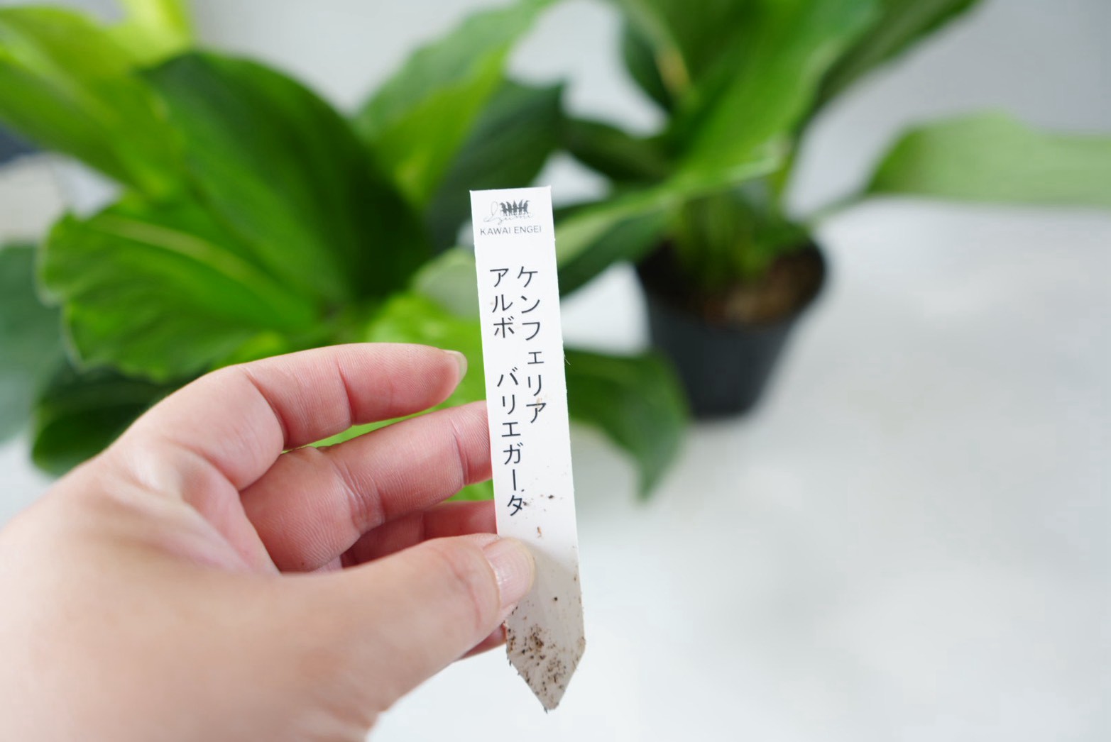 ケンフォリア アルボ バリエガータ ディフェンバキア 観葉植物通販