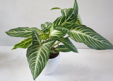 キサントソーマ（アロカシア）5号｜美しい葉脈が魅力の熱帯観葉植物・インテリアグリーン・初心者にもおすすめ｜ｷｻﾝﾄｿｰﾏ ｱﾛｶｼｱ 5号